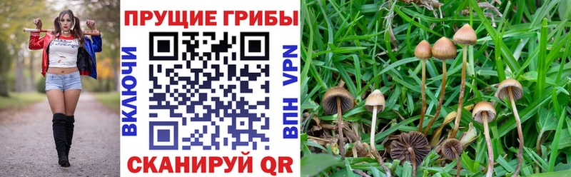 Псилоцибиновые грибы мухоморы  shop телеграм  Кологрив 
